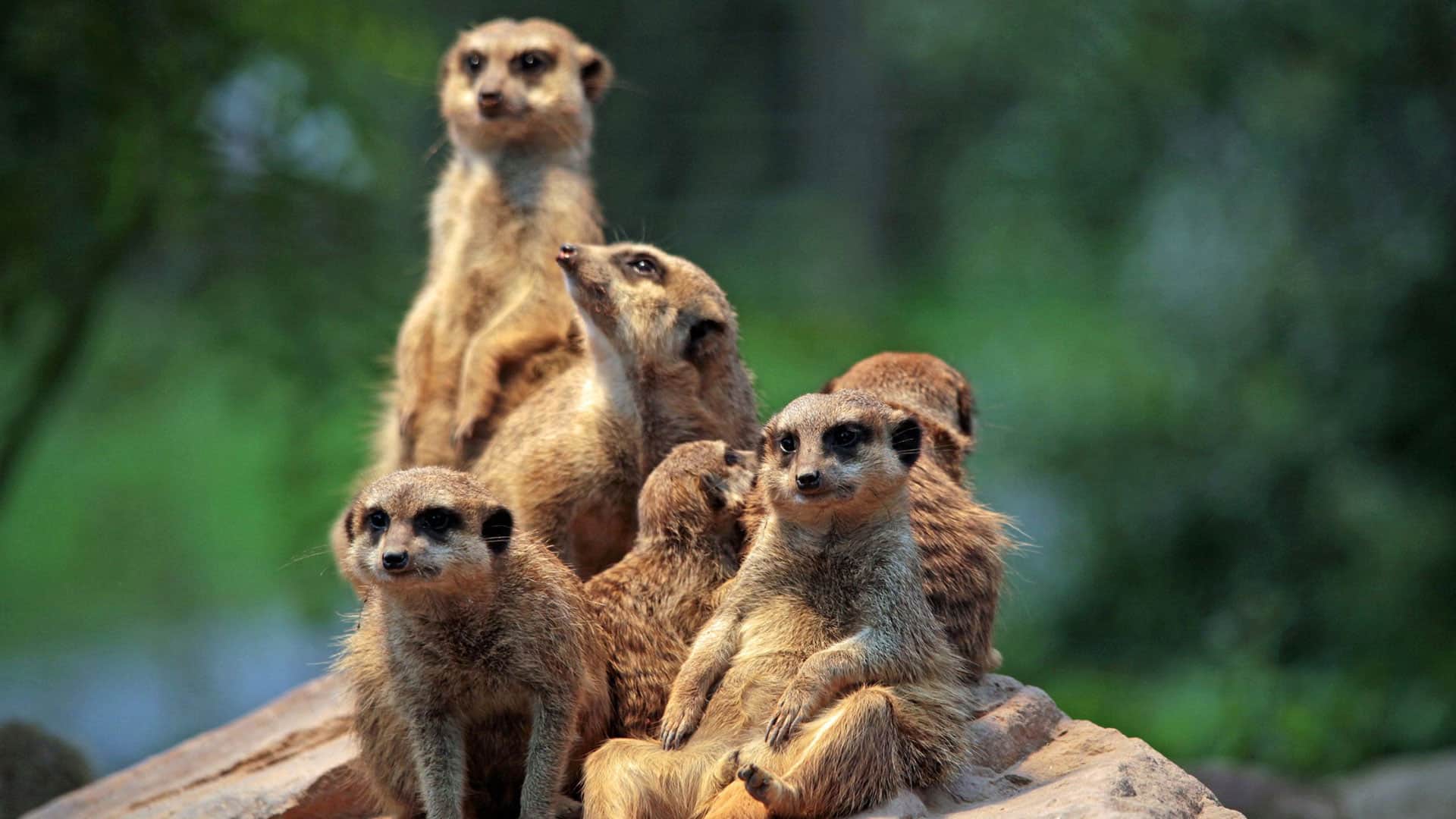 Dierentuin